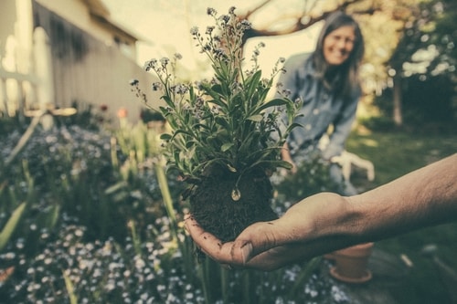 Assisted Living: Adaptive Gardening for Seniors